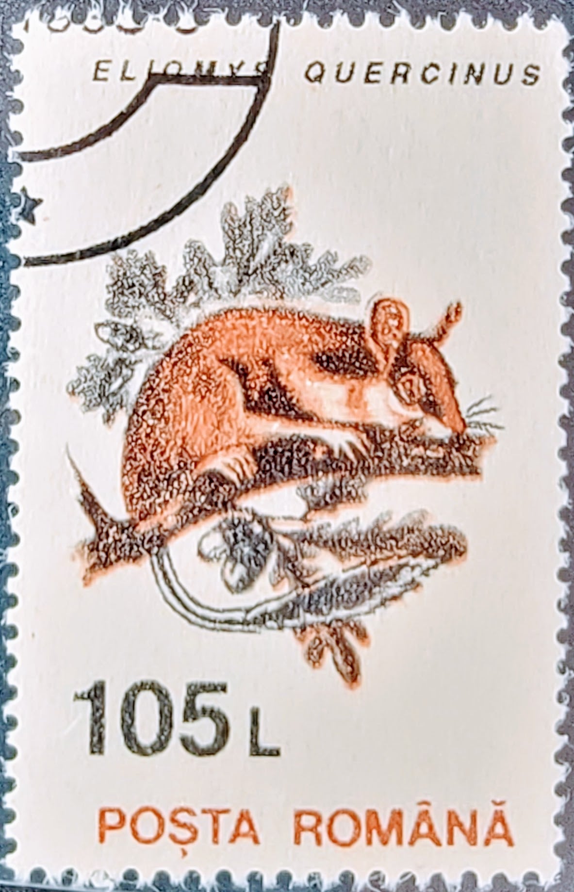 1993 Posta Romana Garden Dormouse Eliomys Quercinus 105 L: Wildlife Stamp Series - Clean Back Used RSB1