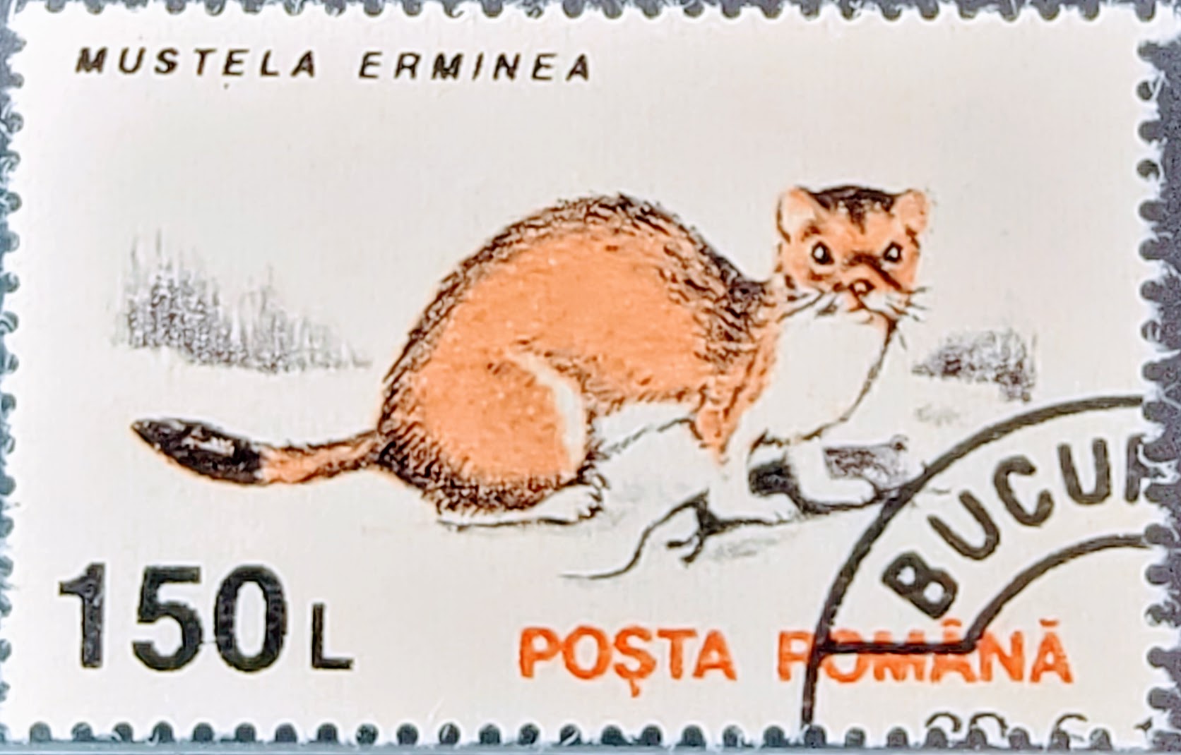 1993 Posta Romana Mustela Erminea 150 L: Wildlife Stamp Series - Clean Back Used RSB1