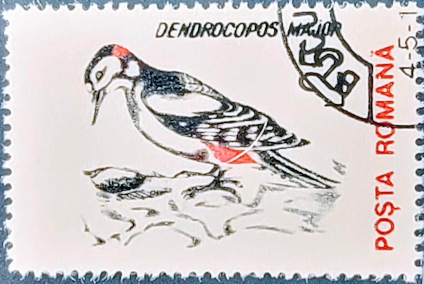 Posta Romana Dendrocopos Major 25 L: Vintage Bird Stamp Series - Clean Back Used RSB1 - Xclusive Collectibles